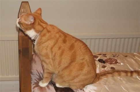 Picture of a cat / kitten / feline