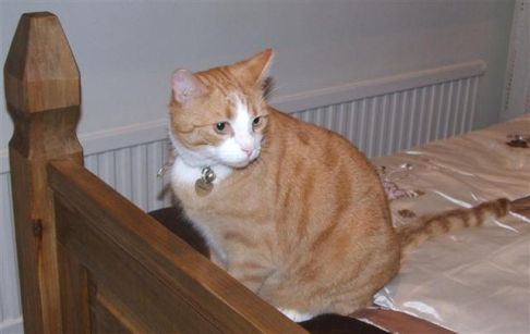 Picture of a cat / kitten / feline