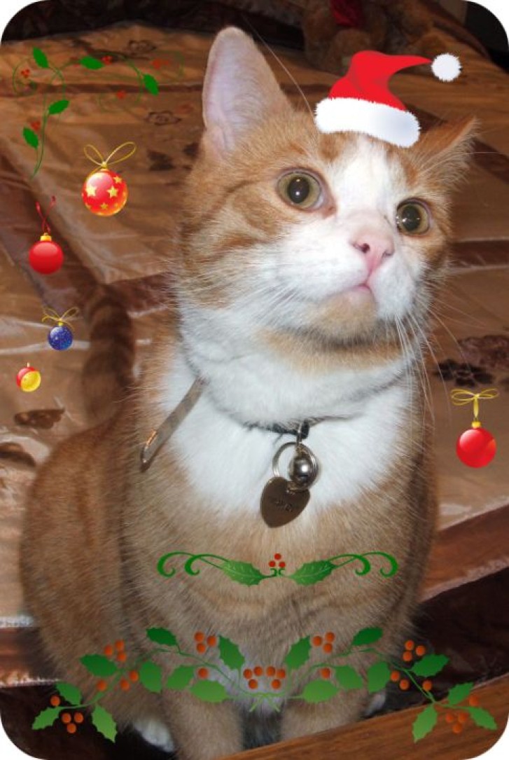 Picture of a cat / kitten / feline