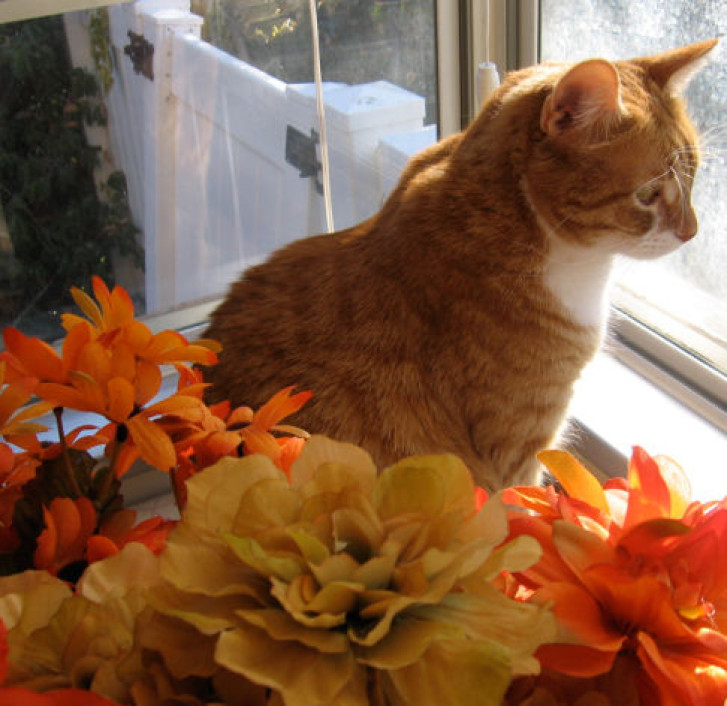 Picture of a cat / kitten / feline