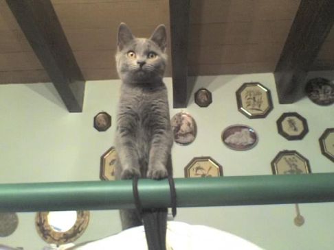 Picture of a cat / kitten / feline