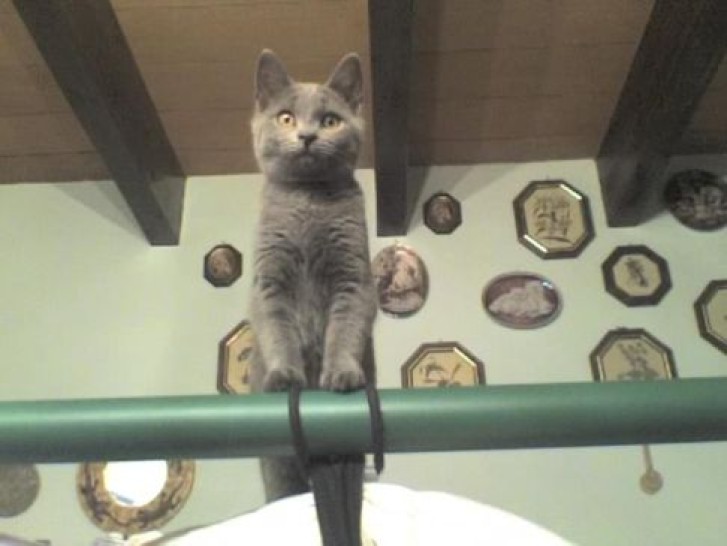 Picture of a cat / kitten / feline