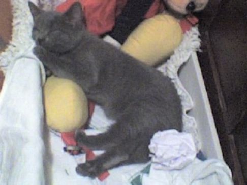 Picture of a cat / kitten / feline