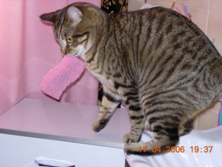 Picture of a cat / kitten / feline