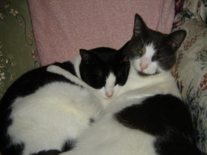 Picture of a cat / kitten / feline