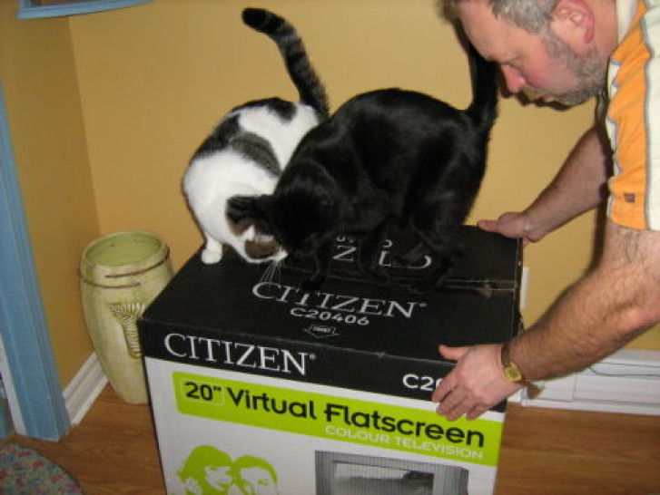 Picture of a cat / kitten / feline