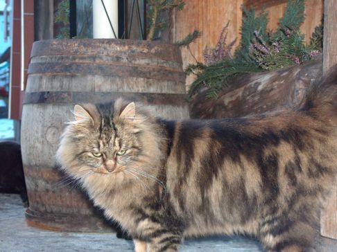 Picture of a cat / kitten / feline