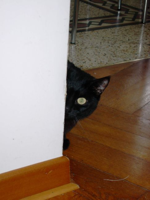 Picture of a cat / kitten / feline