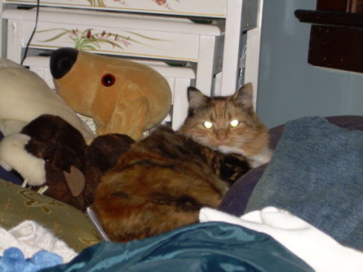 Picture of a cat / kitten / feline