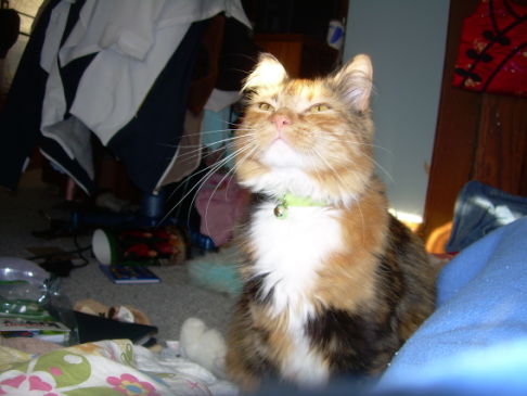 Picture of a cat / kitten / feline