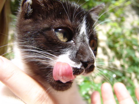 Picture of a cat / kitten / feline