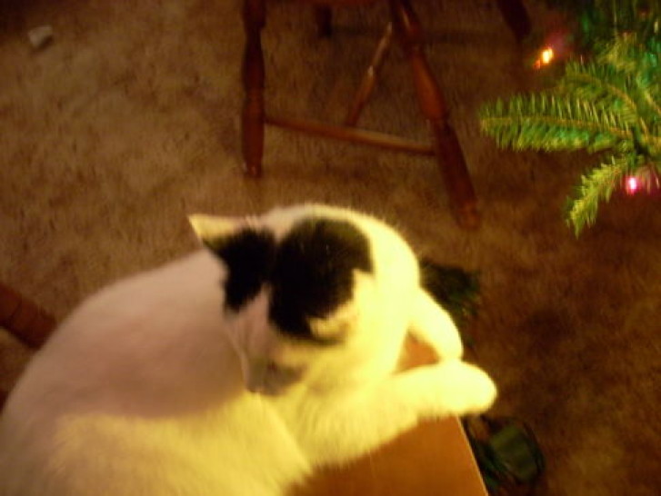 Picture of a cat / kitten / feline