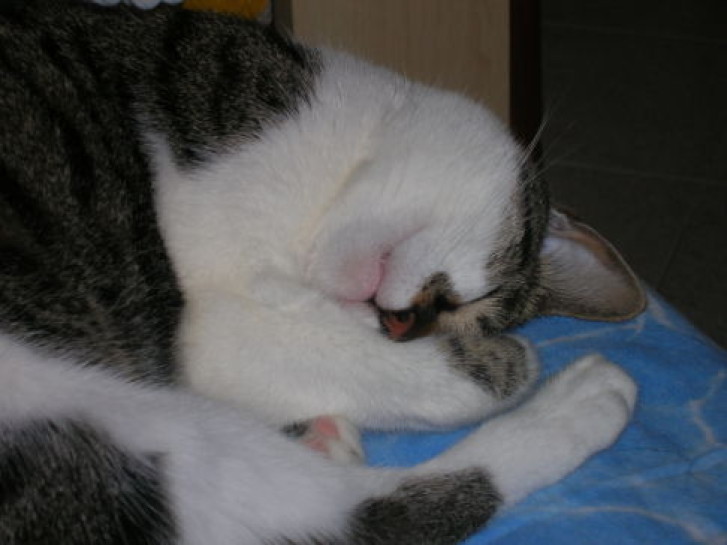 Picture of a cat / kitten / feline