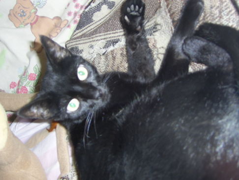 Picture of a cat / kitten / feline