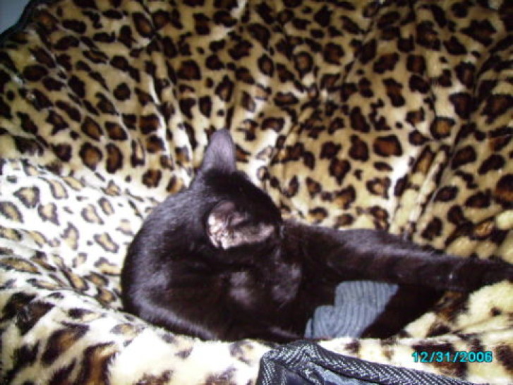 Picture of a cat / kitten / feline