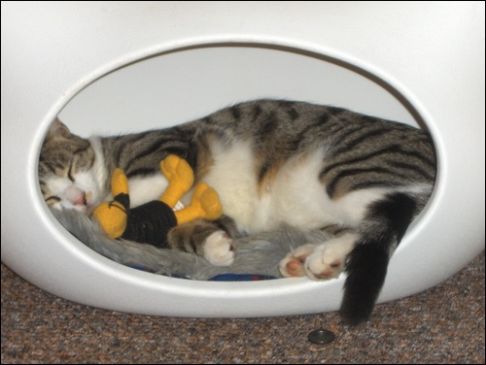 Picture of a cat / kitten / feline