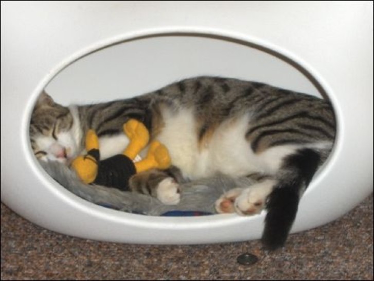 Picture of a cat / kitten / feline