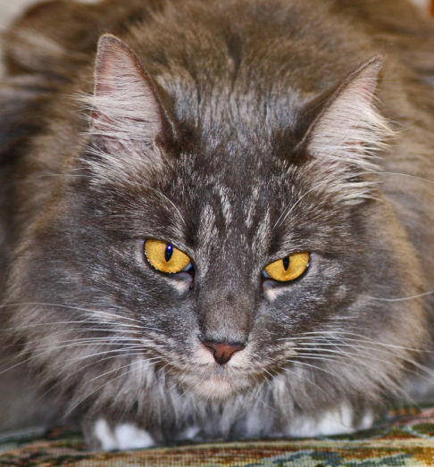 Picture of a cat / kitten / feline