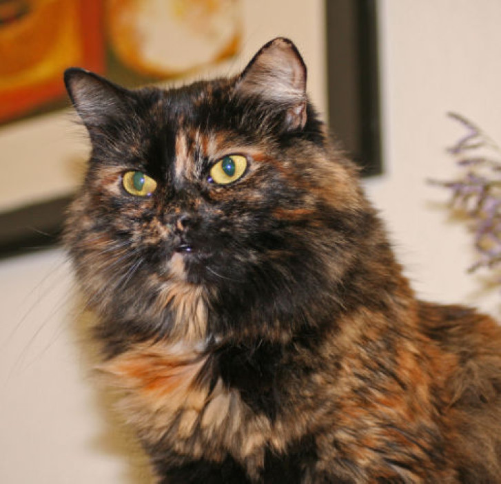 Picture of a cat / kitten / feline