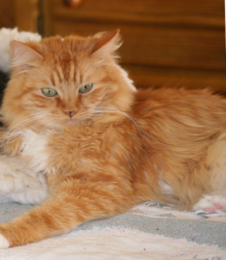 Picture of a cat / kitten / feline