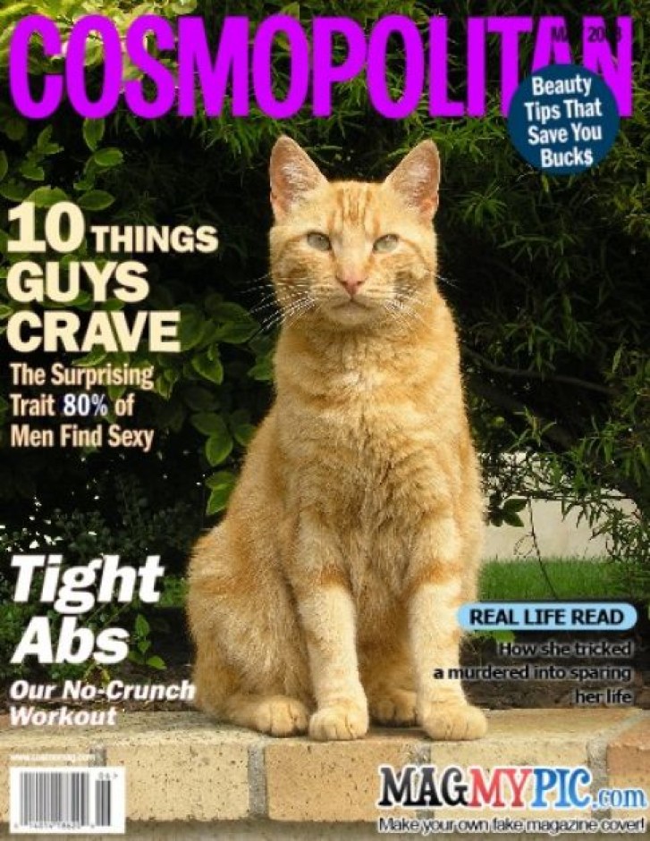 Picture of a cat / kitten / feline