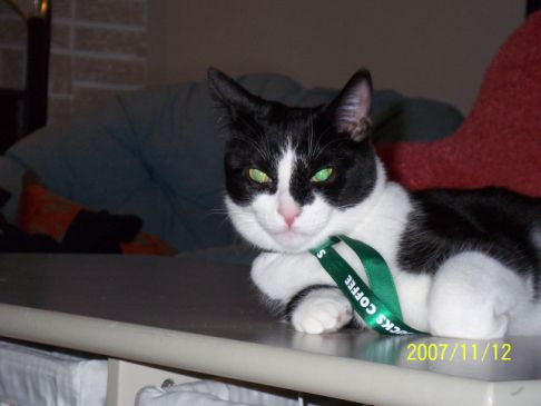 Picture of a cat / kitten / feline