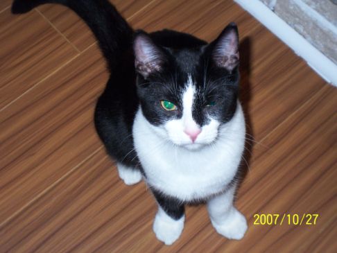 Picture of a cat / kitten / feline