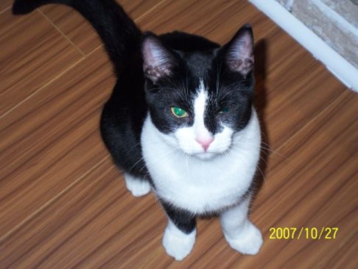 Picture of a cat / kitten / feline