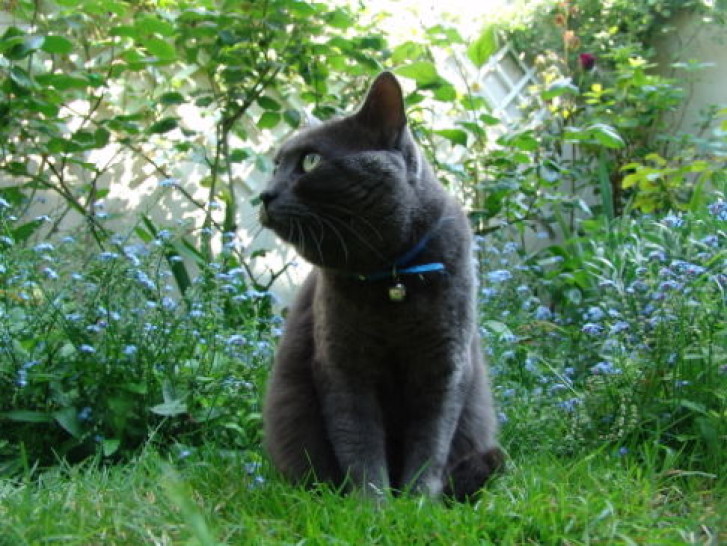 Picture of a cat / kitten / feline