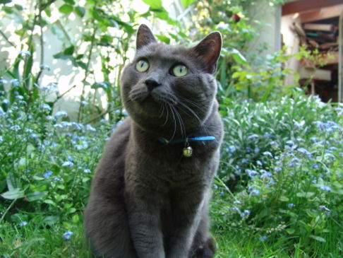 Picture of a cat / kitten / feline