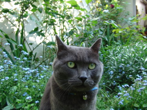 Picture of a cat / kitten / feline