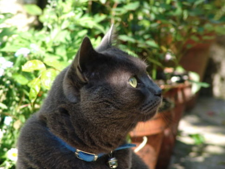 Picture of a cat / kitten / feline