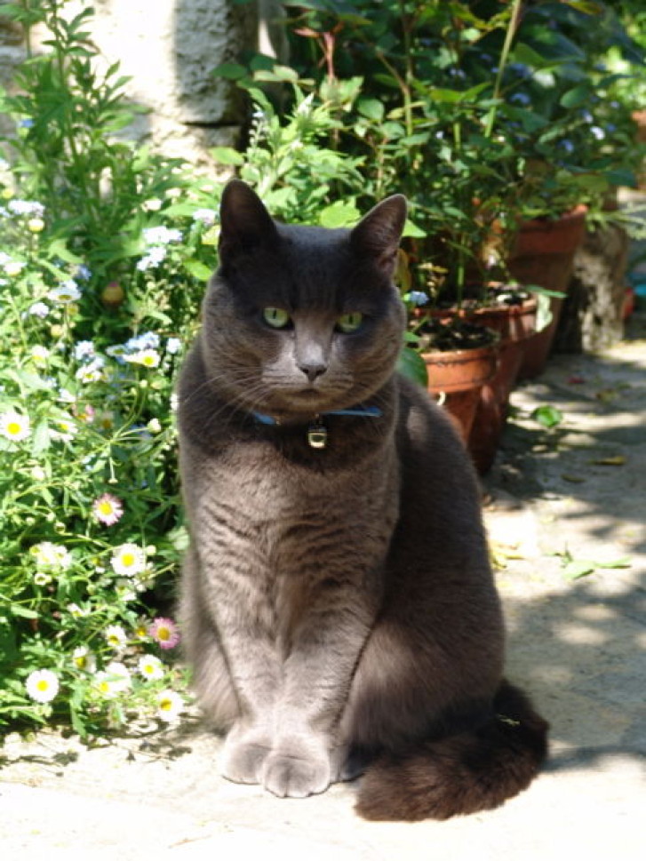 Picture of a cat / kitten / feline