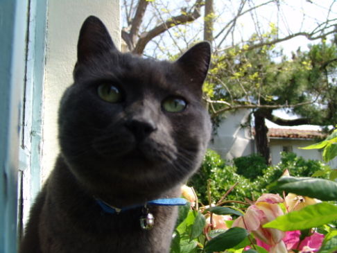 Picture of a cat / kitten / feline