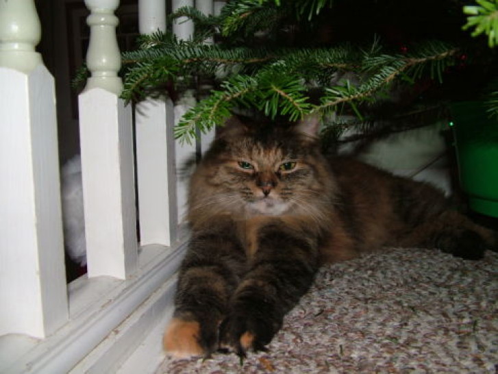 Picture of a cat / kitten / feline