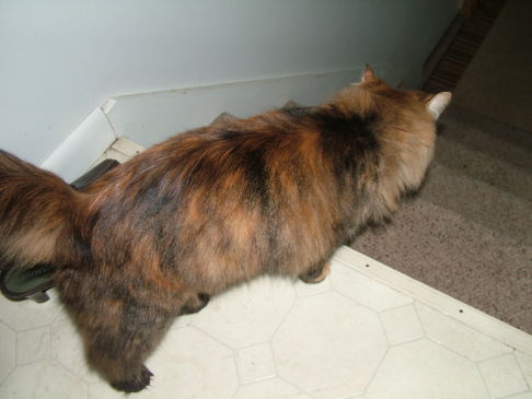 Picture of a cat / kitten / feline