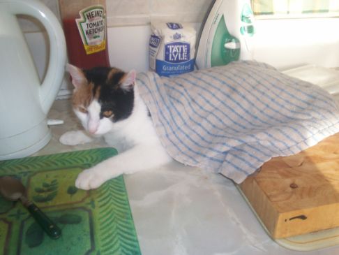 Picture of a cat / kitten / feline