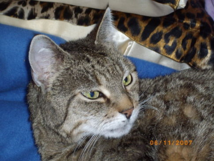 Picture of a cat / kitten / feline