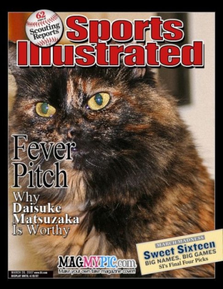 Picture of a cat / kitten / feline