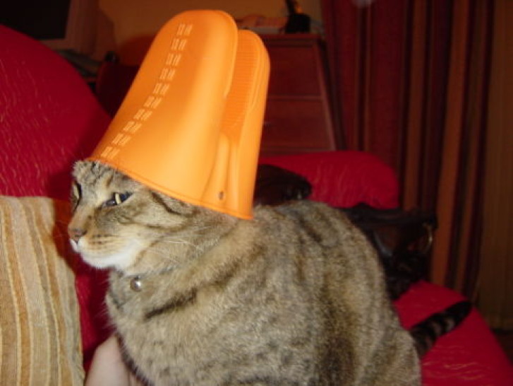 Picture of a cat / kitten / feline