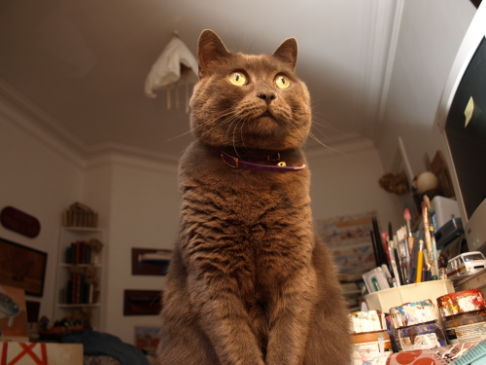 Picture of a cat / kitten / feline