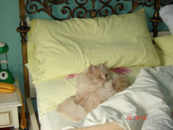 Picture of a cat / kitten / feline