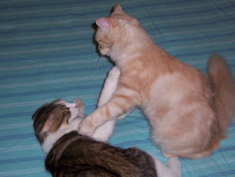 Picture of a cat / kitten / feline