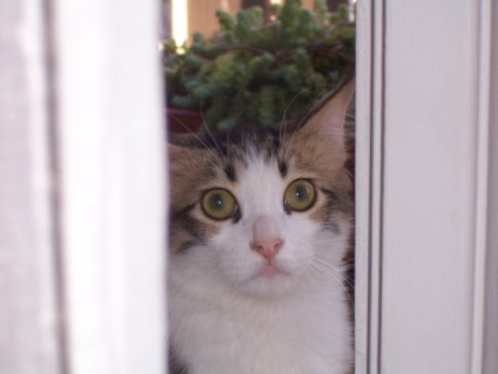 Picture of a cat / kitten / feline