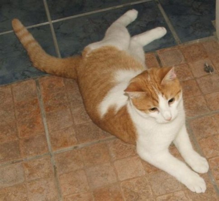 Picture of a cat / kitten / feline