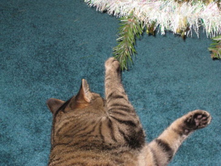 Picture of a cat / kitten / feline