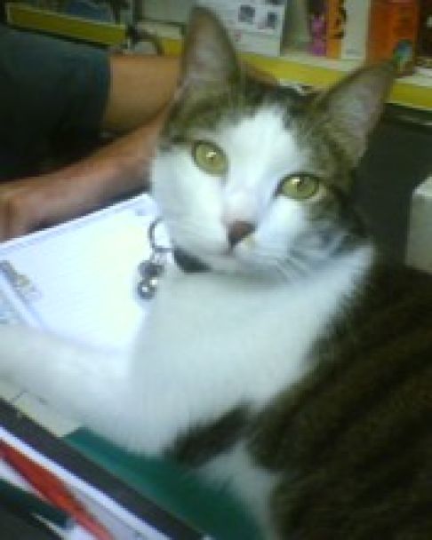 Picture of a cat / kitten / feline