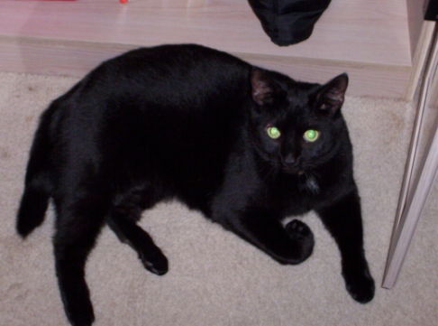 Picture of a cat / kitten / feline