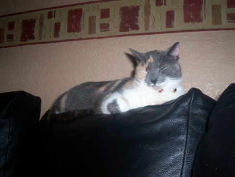 Picture of a cat / kitten / feline