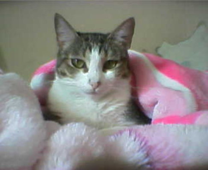 Picture of a cat / kitten / feline